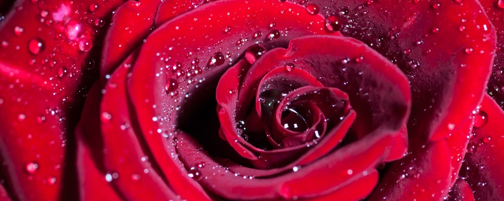 Close up of a red rose recently sprinkled with water